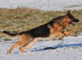 A1K9s Protection Dog King Running