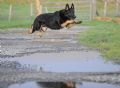 Trained Family Protection Dog (Sold) – Kix