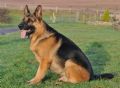 A1K9s Protection Dog Maikel Sit