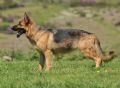 A1K9s Protection Dog Marhta