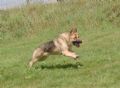 A1K9s Protection Dog Max Running