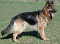 Max (15 Months) Sold Dog