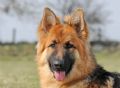 Trained Family Protection Dog (Sold) – Mojo