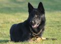 Trained Family Protection Dog (Sold) – Odin