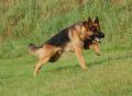 A1K9s Protection Dog Ollie Running