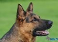 Trained Family Protection Dog (Sold) – Pablo