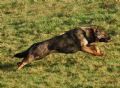 A1K9s Protection Dog Pieka Running