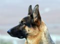 Trained Family Protection Dog (Sold) – Polly
