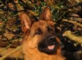 Trained Family Protection Dog (Sold) – Prince