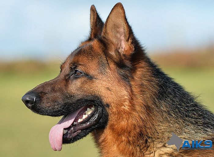 Trained Dogs For Sale – Quattro