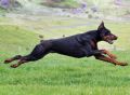 A1K9s Protection Dog Quinn Running