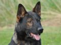 Trained Family Protection Dog (Sold) – Rafa