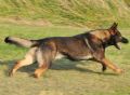 A1K9s Protection Dog Rafa Running