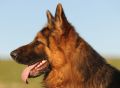 Trained Personal Protection Dog (Sold) – Reggie