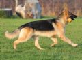 A1K9s Protection Dog Riley Running
