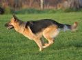 A1K9s Protection Dog Riley Running