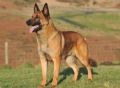 Rio (Malinois)