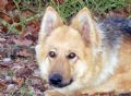 Trained Family Protection Dog (Sold) – Rolex