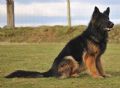 A1K9s Protection Dog Sabre 30 Months