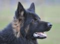A1K9s Protection Dog 30 Months Head