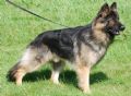 Trained Family Protection Dog At A1K9 (Sold) – Sabre