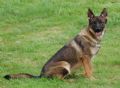 A1K9s Protection Dog Sacha Sit