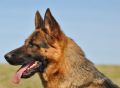 Trained Personal Protection Dog (Sold) – Sara