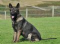Trained Family Protection Dog (Sold) – Sara