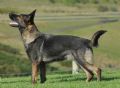A1K9s Protection Dog Sara - 34 Months