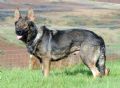 A1K9s Protection Dog Satchi Standing