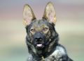 A1K9s Protection Dog Satchi