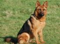 A1K9s Protection Dog Sheba Sat