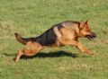 A1K9s Protection Dog Sheba Running