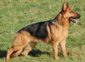 A1K9s Protection Dog Sheba Standing