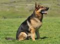 Trained Family Protection Dog (Sold) – Spike