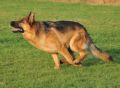 A1K9 Protection Dog Tarw Running