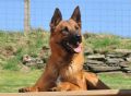 Trained Family Protection Dog (Sold) – Ted