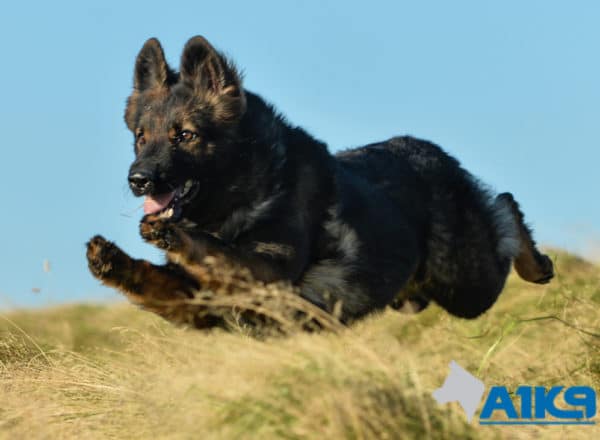 Zara A1K9 Family Protection Dog Run