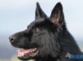 Trained Family Protection Dog (Sold) – Carter