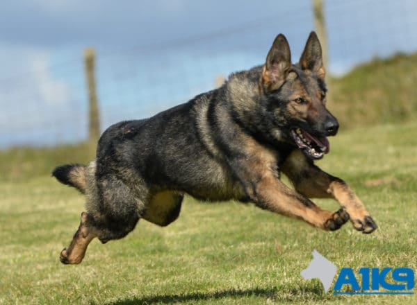 A1K9 Family Protection Dog Bessy Running