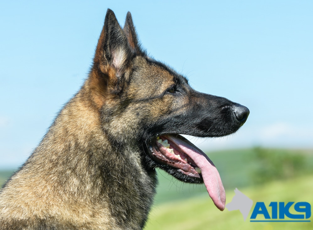 Trained Family Protection Dog (Sold) – Certi