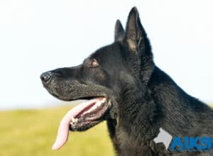 A1K9 protection dog Abe Head
