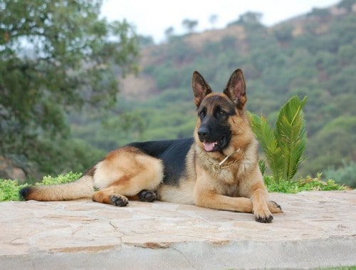 Giro Personal Protection Dog