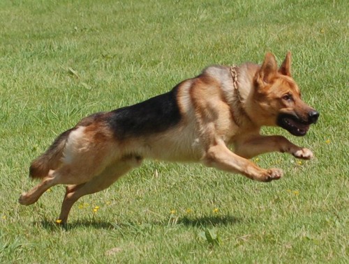Zeus Personal Protection Dog Testimonial
