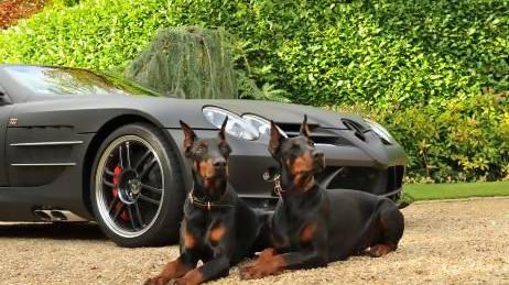 A1K9 Protection Dogs Protecting Car