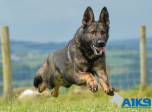 A1K9 Family Protection Dog East Running