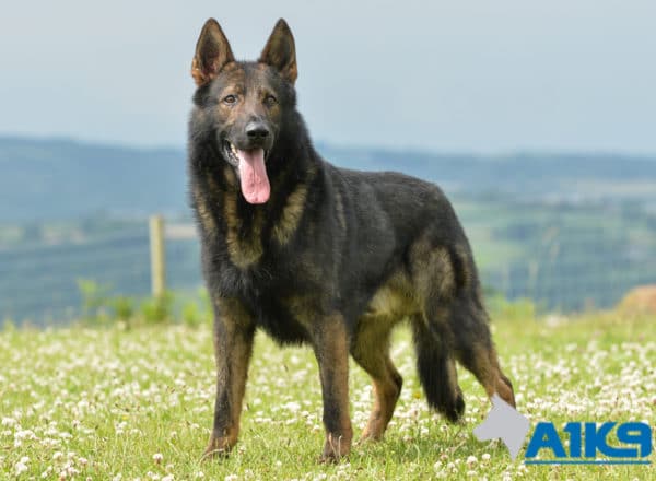 A1K9 Family Protection Dog Gabris Standing