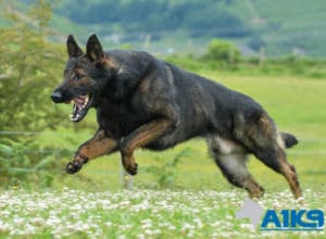 A1K9 Family Protection Dog Onyx Running