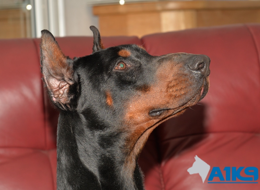 Obedience Trained Dobermann – Argo