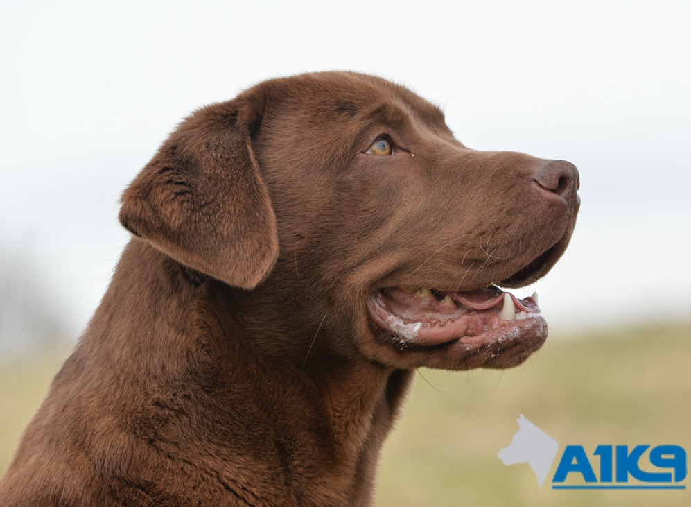 Trained Obedient Pet – Labrador – Rufus